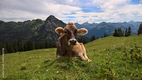 Entspannt liegt die Allgäuer Kuh in der Berglandschaft.
