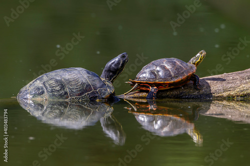 Rotwangen- und Gelbbauchschmuckschildkröte
