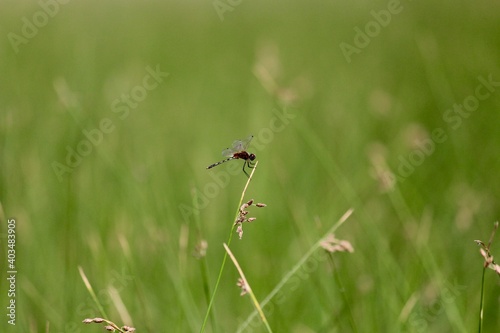 dragonfly in India © Christina