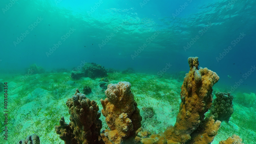 Fototapeta premium Reef Coral Tropical Garden. Tropical underwater sea fish. Colourful tropical coral reef. Philippines.