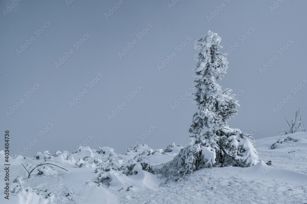 Frozen tree covered in snow in mountains in winter Frozen tree covered in snow in mountains in winter