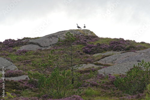 Norwegen - Hellesøy - Rubbegarnståne Fyr Wanderweg photo