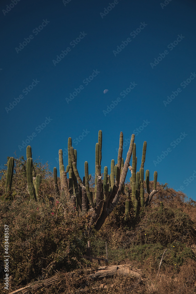 Cactus gigante con luna de fondo