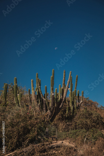 Cactus gigante con luna de fondo