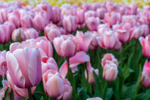 Tulip field in Rotterdam, the Netherlands
