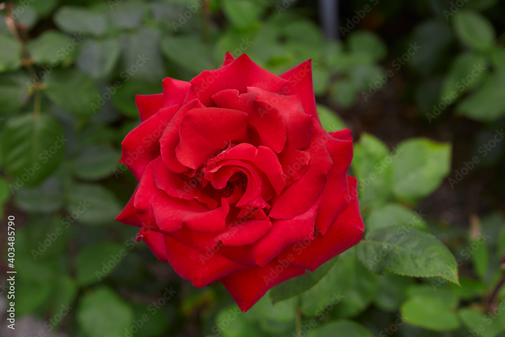 Beautiful perfect red roses in close-up. Beautiful perfect red roses in close-up.