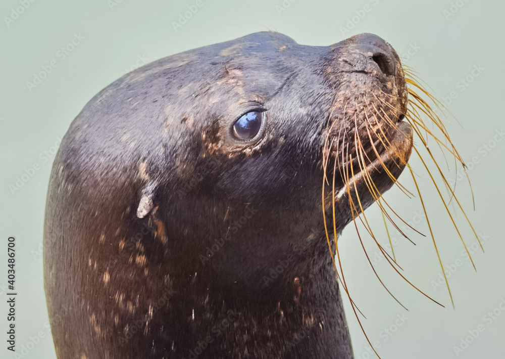 Naklejka premium navy seal at the zoo. The head of a sea gothic.