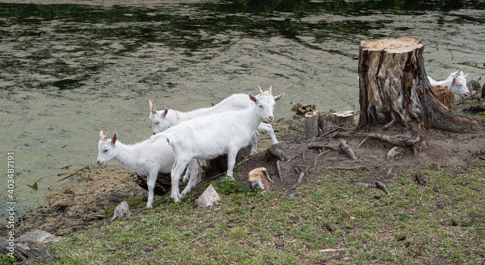 white goats walk near the lake white goats walk near the lake