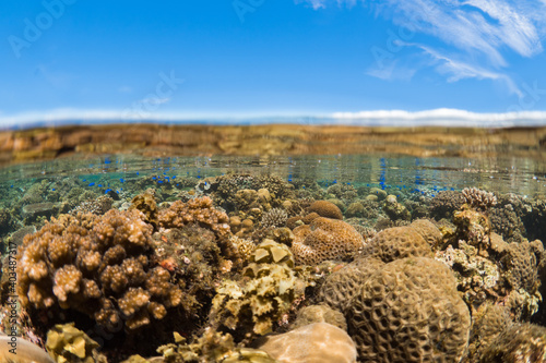 Shallow hard coral reef  while snorkeling © Mike Workman