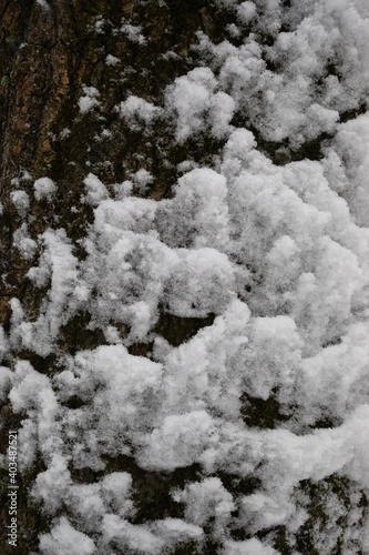 tree trunk covered with snow, natural background © ninetails