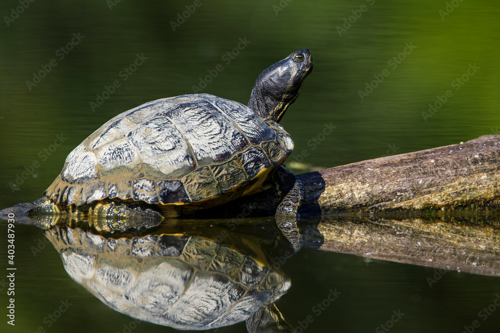 Gelbbauch-Schmuckschildkröte (Trachemys scripta scripta) Gelbbauch-Schmuckschildkröte (Trachemys scripta scripta)