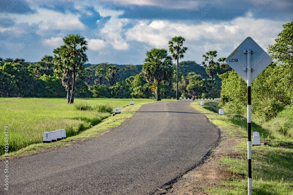 road in the paddy field side