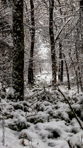 Wald um Winter