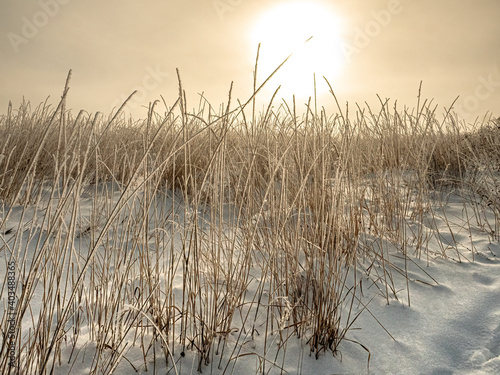 Frost covered prairie grass is backlit by the sun on a winters day