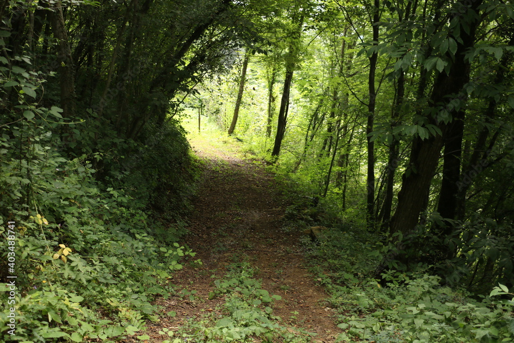 selective focus. The great dirt road to the forest in the army