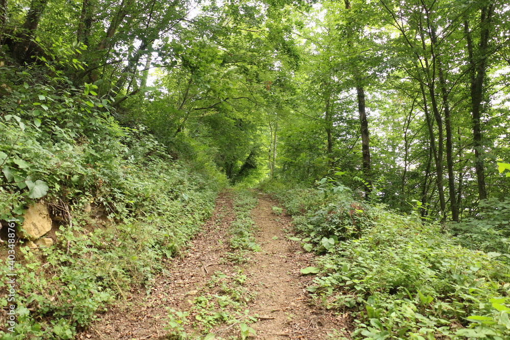 selective focus. The great dirt road to the forest in the army selective focus. The great dirt road to the forest in the army