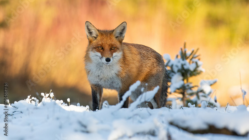 Red fox, vulpes vulpes, looking to the camera on snow in winter nature. Wild mammal standing on white glade in wintertime with background illuminated by evening sun. © WildMedia