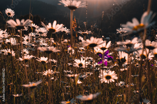 Flowers on meadow during sunset photo