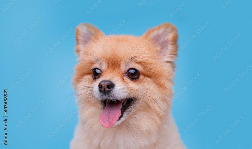 Portraite of cute fluffy puppy of pomeranian spitz. Little smiling dog on blue background. Free space for text.