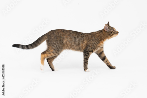 Cat is walking on a white background. The multiracial female cat. The young female cat walks straight ahead and has a long tail and pointed ears.
