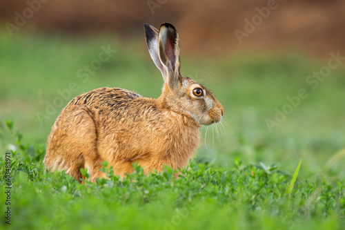 Brown hare, lepus europaeus, sitting in green clover in springtime nature. Animal with long ears resting in fresh growing grass on a field. Bunny on meadow from side view.