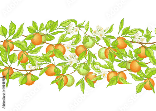 Orange tree branch with fruits, flowers and leaves. Seamless pattern, background. Colored vector illustration. Isolated on white background..