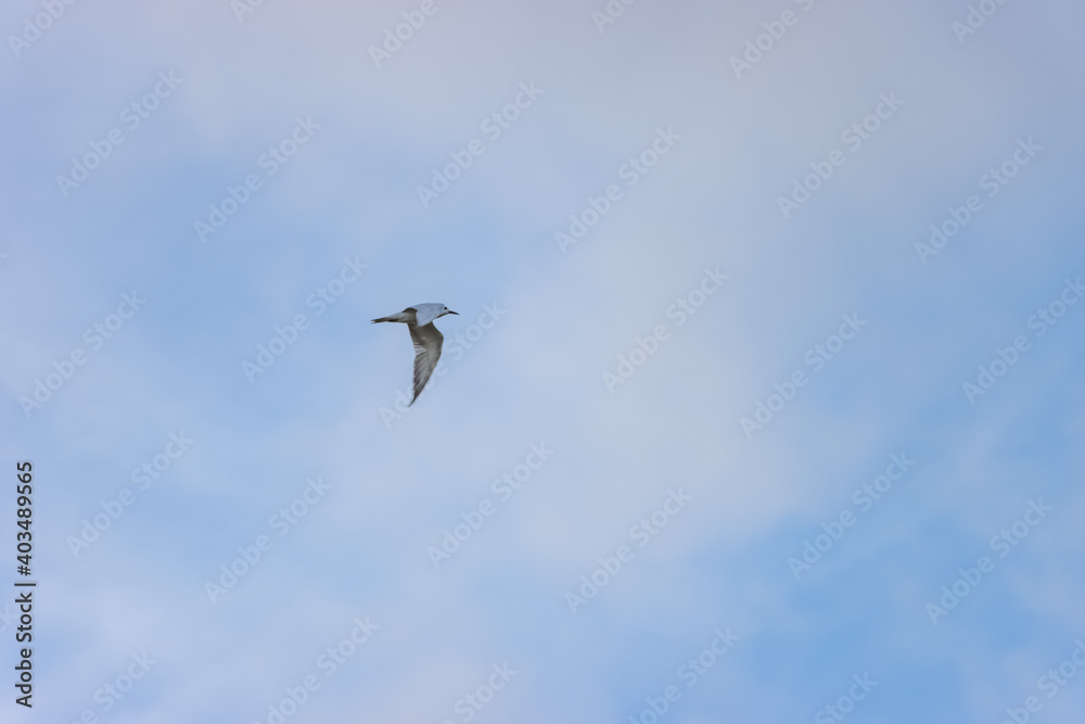 seagull in flight