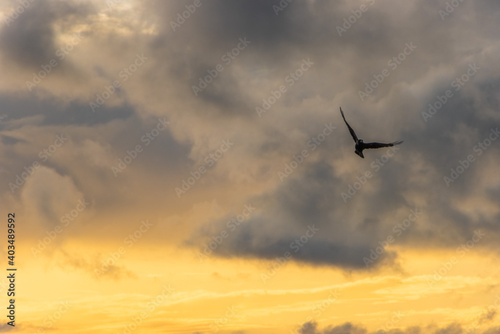Naklejka premium bird in flight