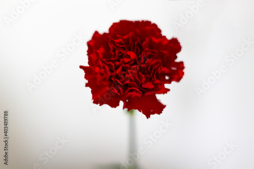 Red carnation white background photo