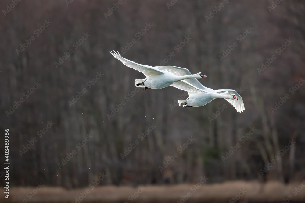 Two mute swans in flight leaving a trail of water drops in the air Two mute swans in flight leaving a trail of water drops in the air