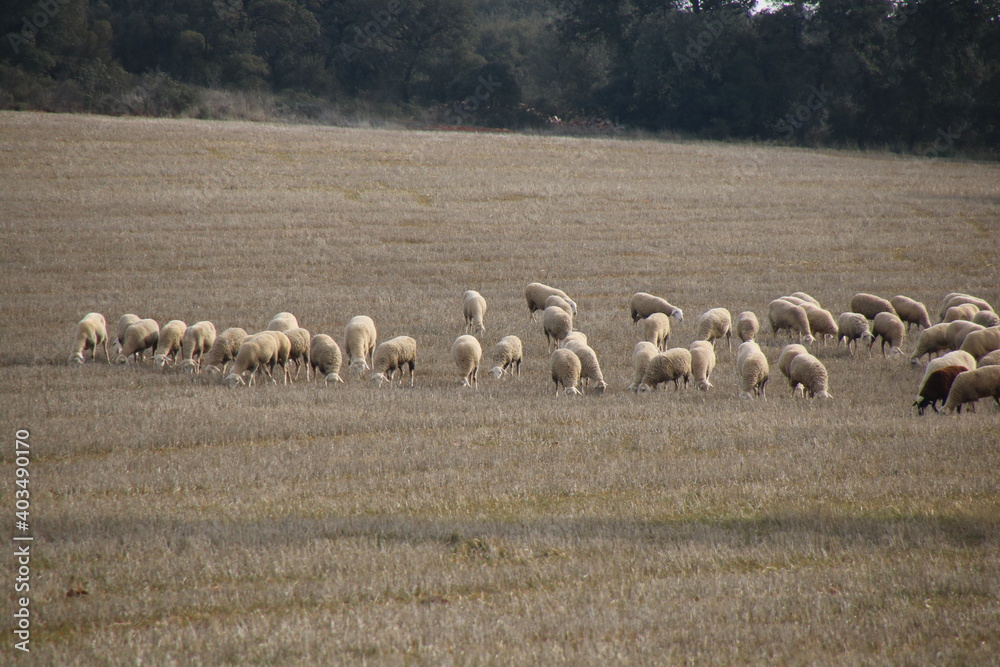 Obraz premium Flock of sheep
