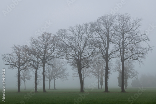 Trees in the fog.