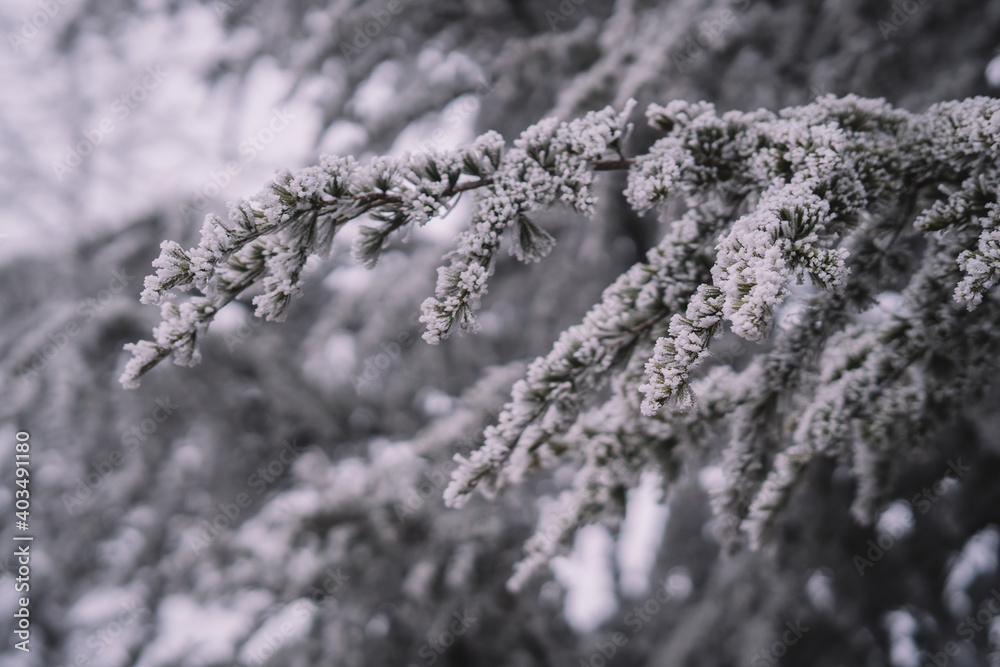 Frozen Spruce Tree Branch In The Winter