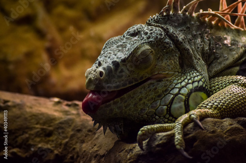 Lizzard sleeping with his tongue sticking out