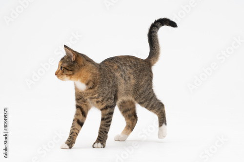 Cat is walking on a white background. The multiracial female cat. The young female cat walks straight ahead and has a long tail and pointed ears.