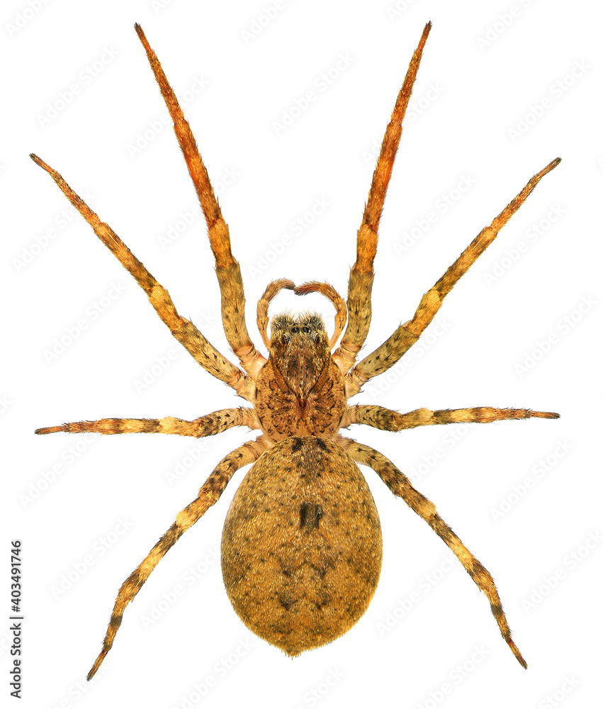 Huntsman spider, giant crab spider or cane spider, Heteropoda venatoria