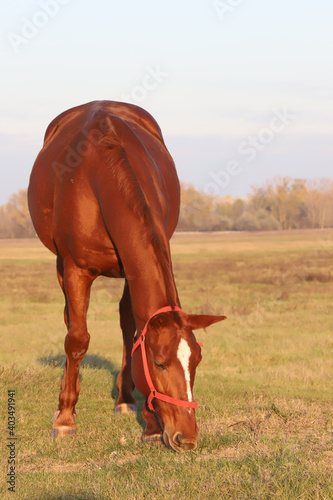 Kisberi felver breed horse posing for cameras photo