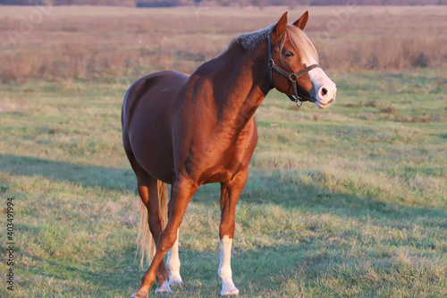 Kisberi felver breed horse posing for cameras