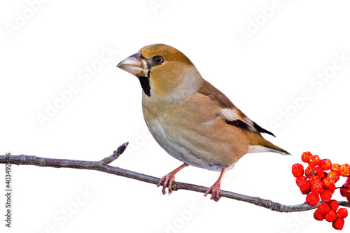 Hawfinch, coccothraustes coccothraustes, sitting on branch isolated on white background. Little brown bird resting on twig with red berries cut out on blank.