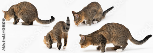 Multiple cat positions when walking freely and playing and sniffing on a white background. She-cat multiracial. The young She-cat has a long tail and pointed ears. Panoramic frame. © fotodrobik