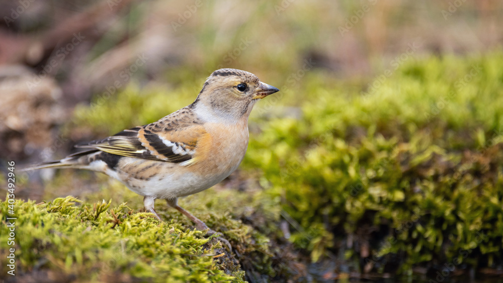 Colorful Brambling, Fringilla montifringilla, perched on the ground amid autumn foliage Colorful Brambling, Fringilla montifringilla, perched on the ground amid autumn foliage