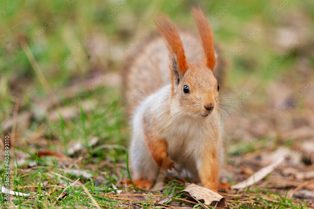 Red squirrel sits on the ground with its leg tucked up Red squirrel sits on the ground with its leg tucked up