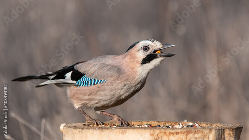 Eurasian Jay Garrulus glandarius on the bird feeder eating nuts