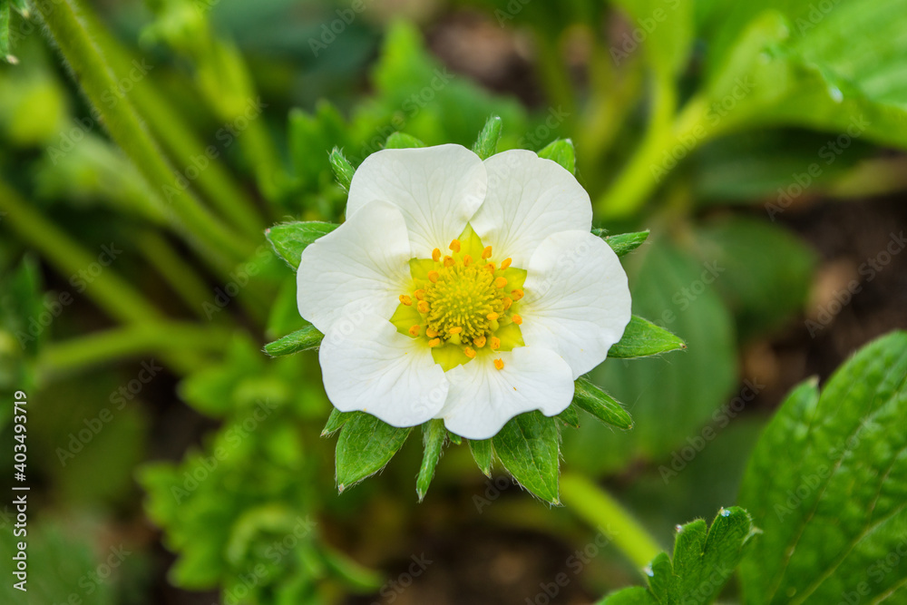 Strawberries grown at garden in open air. White flowers strawberry on leaves background close up. Soft focus. Strawberries grown at garden in open air. White flowers strawberry on leaves background close up. Soft focus.