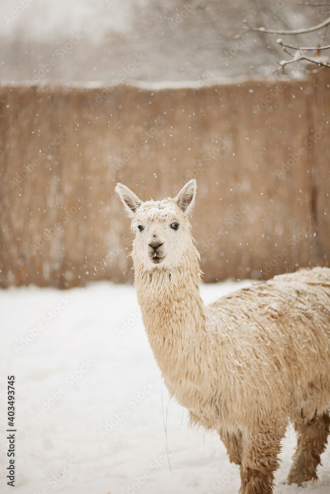 Obraz premium llama in the zoo