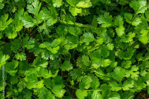 Coriander leaf background texture top view