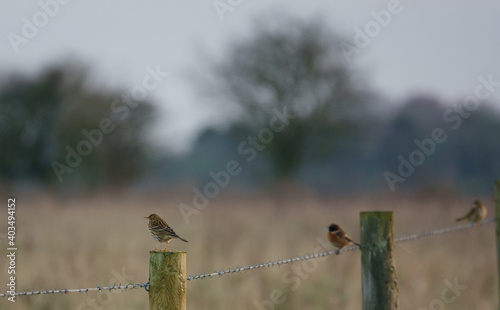 a meadow pipit sits on a wooden fence post of a barbed wire fence with a stone chat and another pipit in the background 