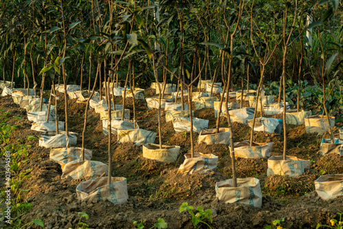 Photos Some row of mango saplings have been planted in plastic bags for grafting