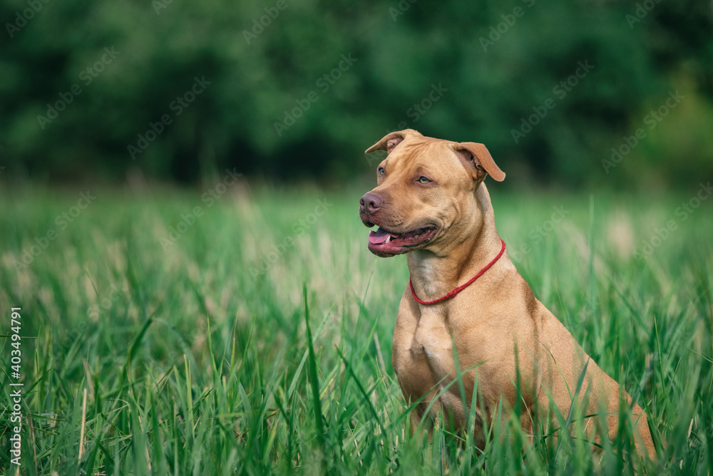 Portrait of a young American Pit Bull Terrier on a field in the summer grass.