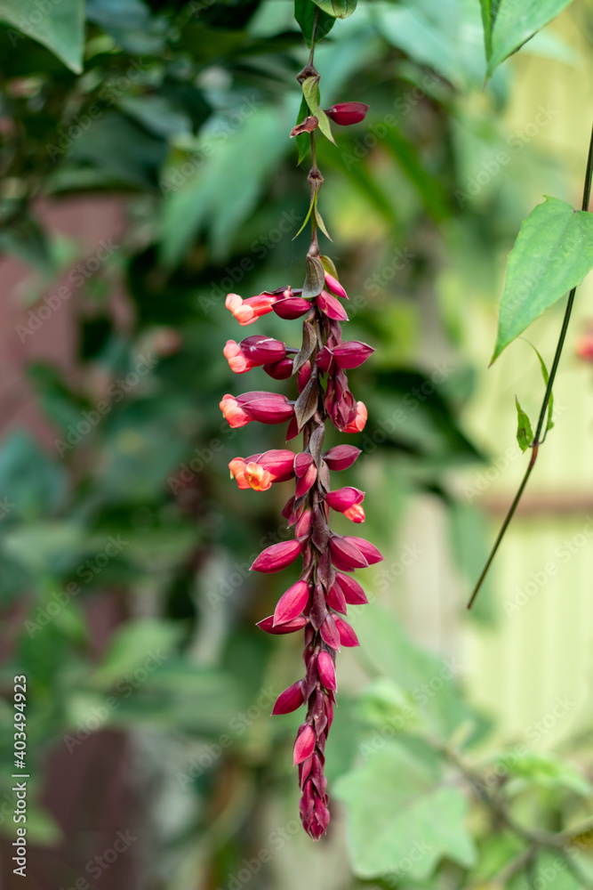 Mysore trumpetvine gate flower Mysore trumpetvine gate flower